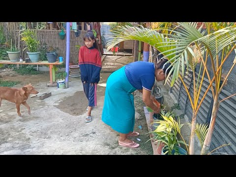 🔥 Beautiful flower garden house in Village II winter flowers gardening #flowers #garden