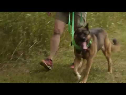 Ivy, an adopted Akita & German Shepherd Dog Mix in Chardon, OH_image-1