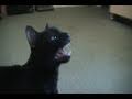 Talking Kitty Cat 4 5 No Wet Food For A Week