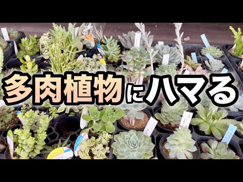 ゼブラ ハオルチア 植物