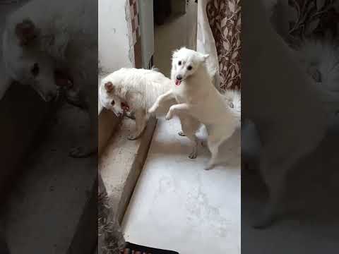 #dogshorts pappi_#dogs Julie ❤️ Tommy ❤️#lovelydogs 🐕@Risha-k2g 