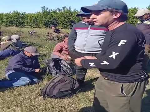 Duro descargo por parte de trabajadores agrícolas que se dedican a la cosecha de limones - Paysandú