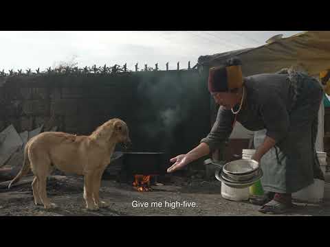 Teaser- Tails of the Himalayas...of Dogs & Devotees (Meet Ama)