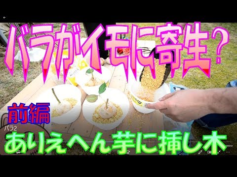 しおれたバラをどうするか