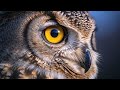 Zwergohreule Gesang Scops Owl Sounds Le Hibou Petit Duc Scops Ćuk Noćni Pjevač