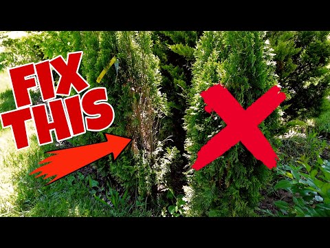 HOW Do You REVIVE A Brown Arborvitae? (You Can Recover These) SAVE MONEY!!