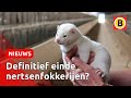 Zo worden duizenden nertsen geruimd | Omroep Brabant