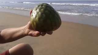 preview picture of video 'GSA India 156 Guava and Ramfal, Sea Beach, Varkala Helipad Road, Varkala, Kerala, India'