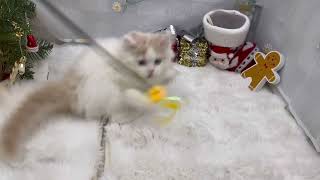 スコティッシュフォールドの動画01