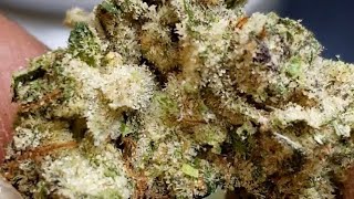 😈😈 PURPLE CRIP! 😈😈 #trulieve #strainreview #flower #exotic #zaza #weed #asmr #florida #cannabis