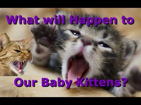 WHY DO CATS REJECT THEIR KITTENS?