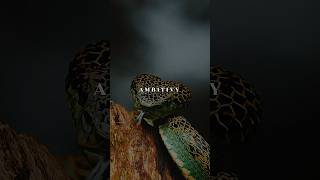 Download lagu Watch out for the snakes 🐍 #motivation #wisdomquotes #snakes mp3 Download lagu Watch out for the snakes 🐍 #motivation #wisdomquotes #snakes mp3