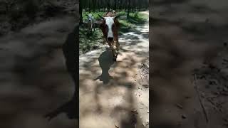 Download lagu #Short#Viral#Balap Sapi vs Motor mp3 Download lagu #Short#Viral#Balap Sapi vs Motor mp3