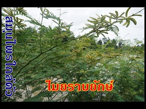 วิธีการกระตุ้นภาพผู้หญิง เส้นเลือดขอดในลูกอัณฑะไม่ว่าจะเป็นผลกระทบแรง