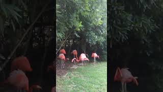 Flamingo fight