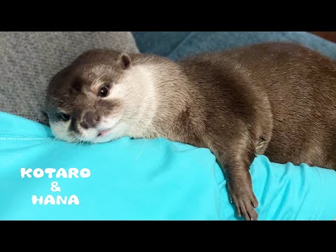 Pet Me, Or Else! - Otter Demands Cuddles