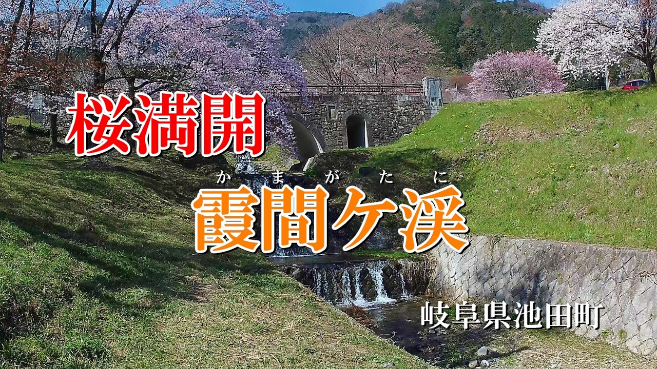 桜満開　霞間ケ渓