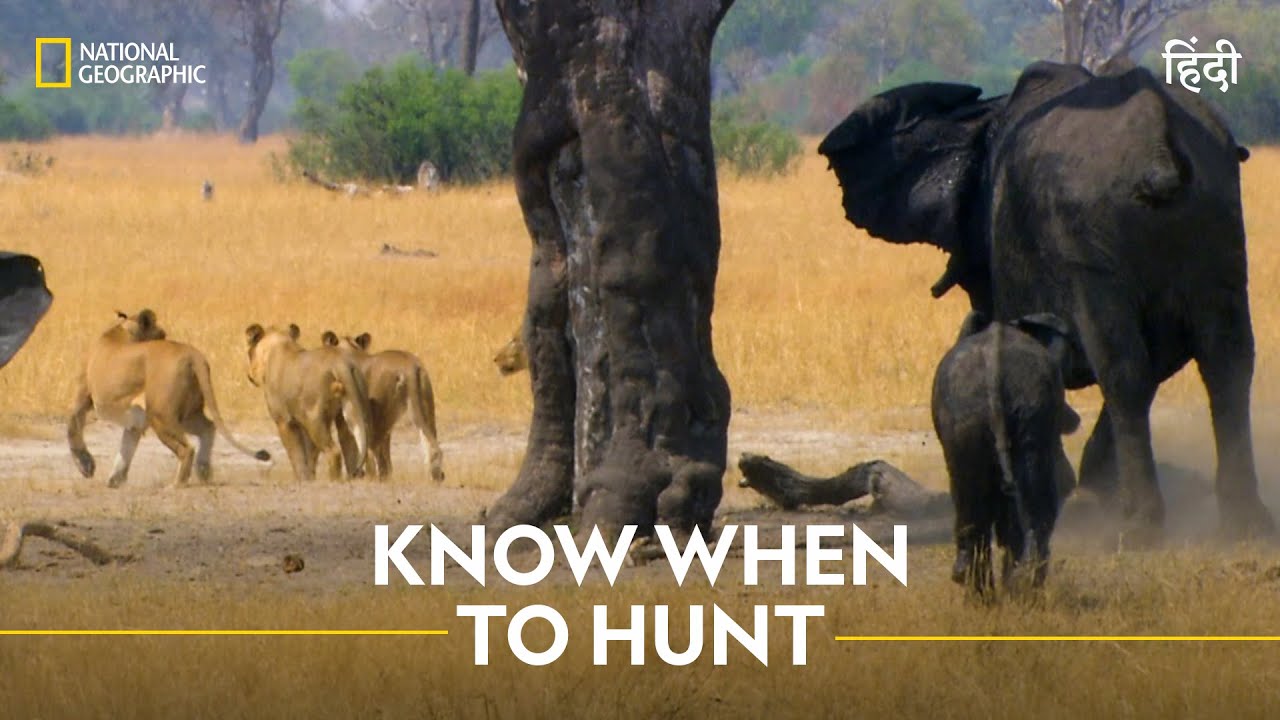 Know When to Hunt | Africa’s Deadliest |  हिन्दी | Full Episode | S6 - E1 | Nat Geo Wild