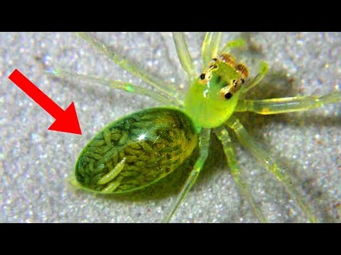 自然界中最瘋狂的精神控制案例! (CRAZIEST Cases Of MIND CONTROL In Nature!)