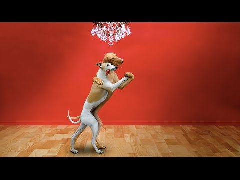 Pets and DOGS DANCING (New Video) (HD) [Funny Pets] Video