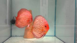 Pigeon Blood blues Stendker Discus