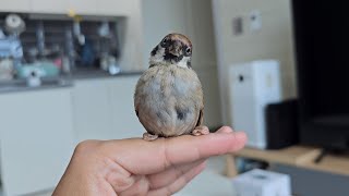 Download lagu 죽기 직전 참새를 구조하여 사랑을 주면 생기는 일.. mp3