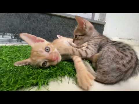 Kittens update cat tv kitten playing around zoomies cat