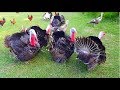 Turkey Bird Sound Turkey Feeding Different Touch