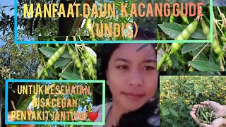 Download lagu MANFAAT DAUN, KACANG GUDE(UNDIS) UNTUK KESEHATAN, BANTU CEGAH PENYAKIT JANTUNG❤❤❤ mp3