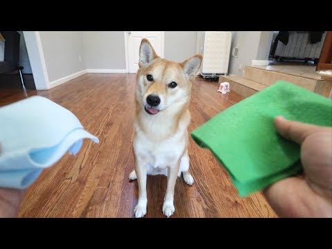 Are Dogs Colorblind? A SHOCKING EXPERIMENT!