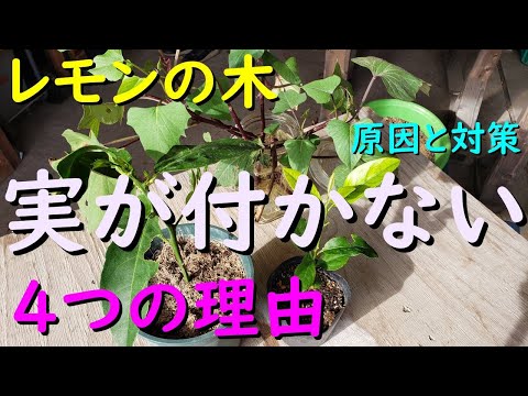 レモンの木の病気 黄葉 栄養素欠乏症 鉄萎黄病