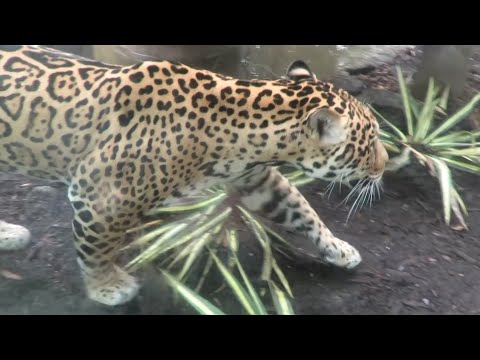The jaguar that escaped last summer and killed nine animals is back on display at the Audubon Zoo in New Orleans, seven months after chewing its way through a steel mesh roof. (Feb. 5)