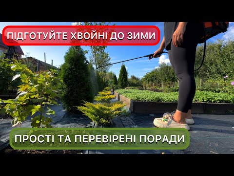 Обрізка та обробка хвойних восени. Догляд за туями, ялівцями, соснами