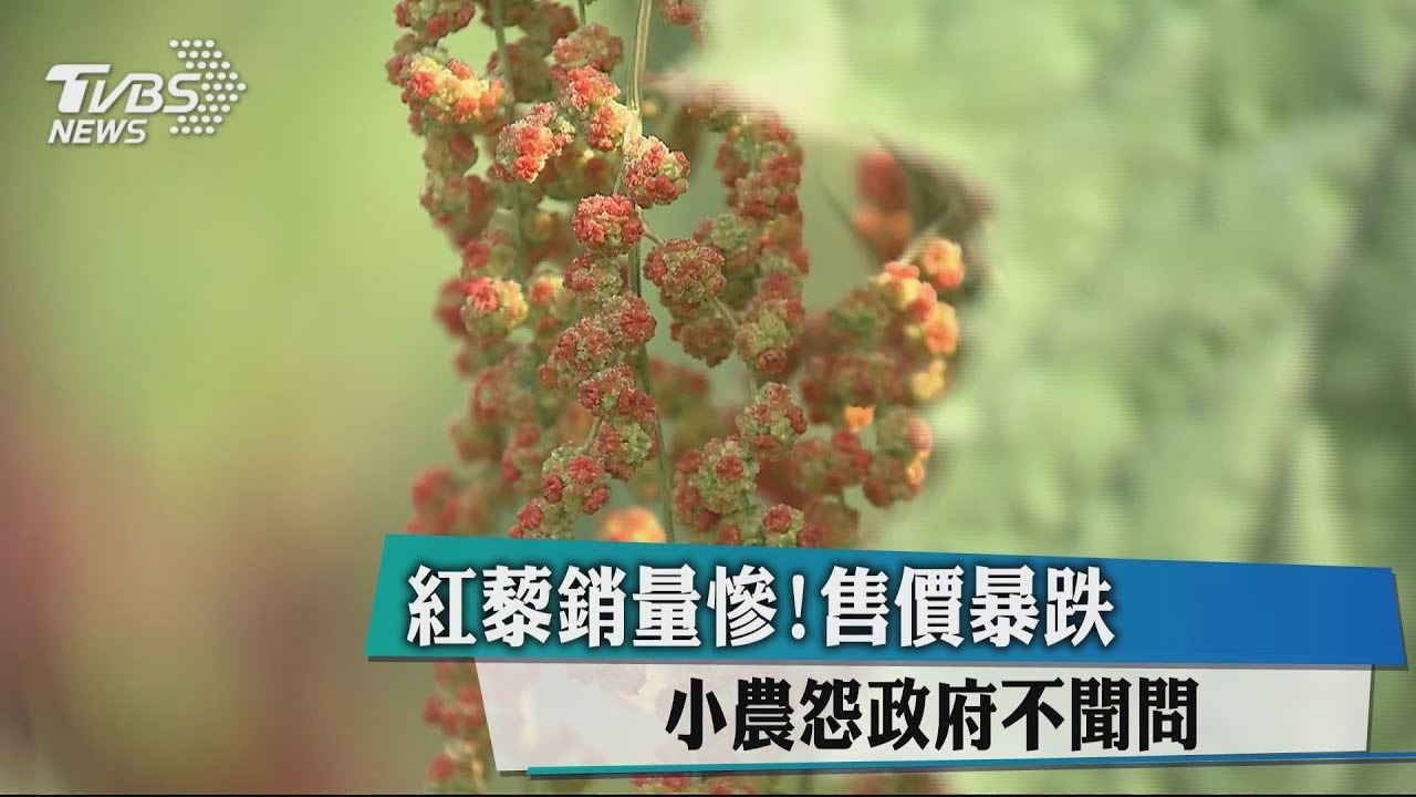 紅藜銷量慘!售價暴跌 小農怨政府不聞問
