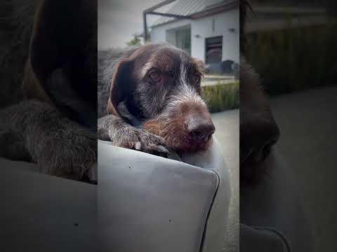 DogYears