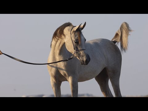 D TAHALEEL - Contender at KIAHF 2023 Title Show