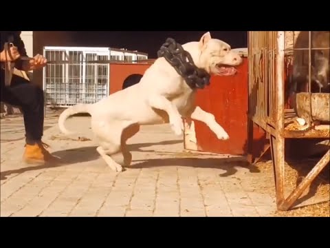HUGE AND POWERFUL DOGO ARGENTINO WORKING FROM CHINA