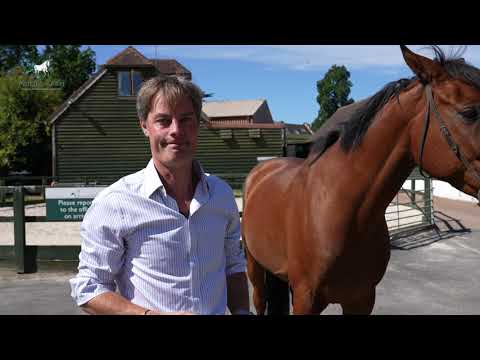 Equine Pre Purchase Horse Examination