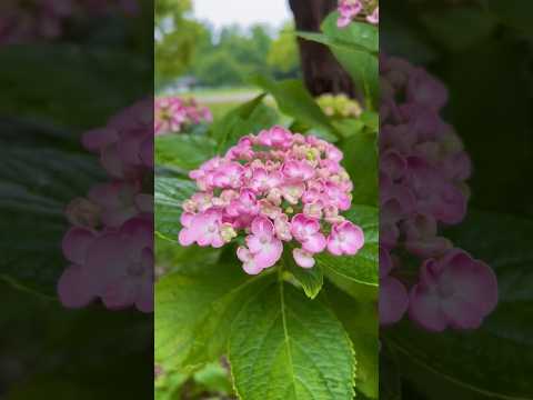 機能的で美しく、耐久性のある雨の庭を作るにはどうすればよいでしょうか?初心者向けの無料ガイド！  庭園