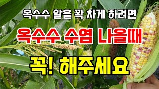 속이 꽉 찬 옥수수 수확하려면 옥수수 수염과 꽃이 나올때 꼭 해주세요 #옥수수키우기