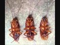 La cucaracha Gipsy Kings 