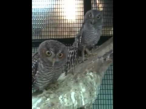 A few moments of Zen with the Screech Owls...