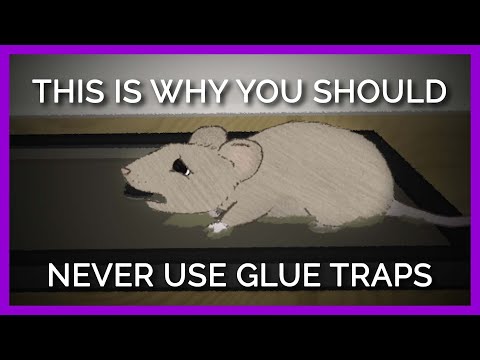 Why Nobody Should EVER Use Glue Traps