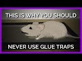 Why Nobody Should EVER Use Glue Traps