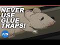 Why Nobody Should EVER Use Glue Traps