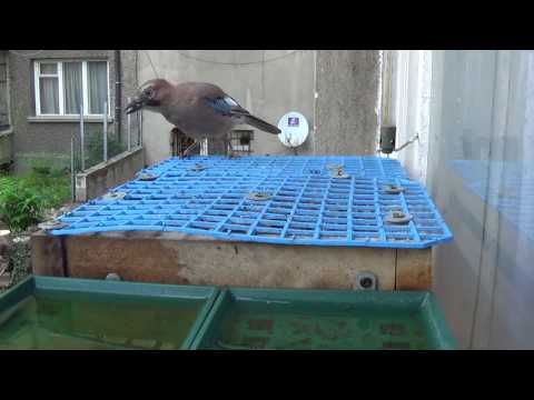 download lagu mp3 mp4 Mywildbird, download lagu Mywildbird gratis, unduh video klip Mywildbird