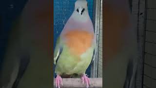 Download lagu ternyata begini suara burung punai daun #burungpunai mp3