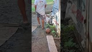 Download lagu Ang cute nila#doglife #friends#011226 mp3