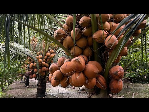 Cần tìm hiểu cơm (cùi) dừa Mã Lai như thế nào người trồng nên biết, liên hệ Cơ sở Minh Hậu 0987639100