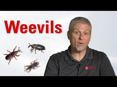 Stored Product Pests: Weevils - Identification & Control | Degesch America